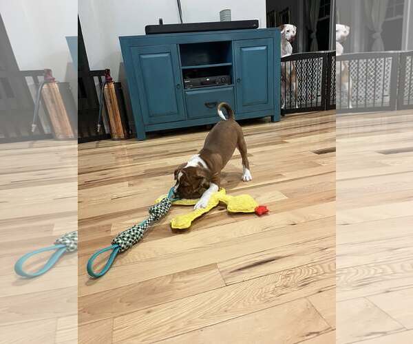 Medium Photo #5 American Staffordshire Terrier-Unknown Mix Puppy For Sale in Holly Springs, NC, USA