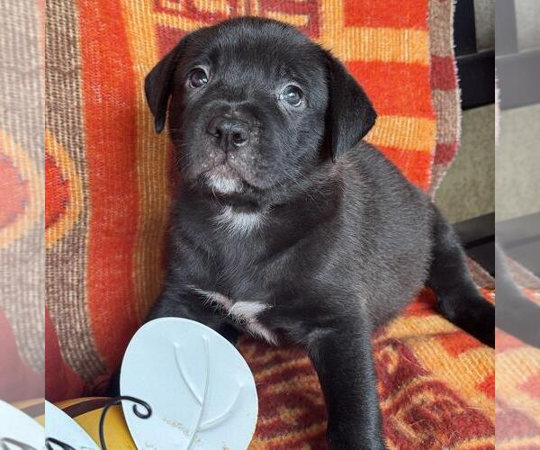 Medium Photo #3 Labrador Retriever-Unknown Mix Puppy For Sale in San Diego, CA, USA