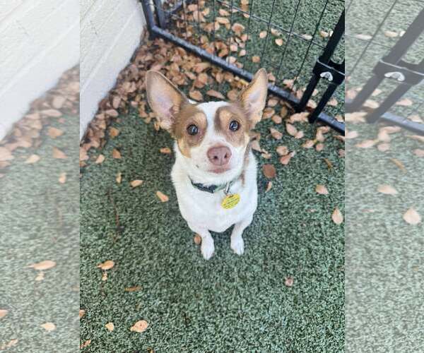 Medium Photo #1 Jack Chi Puppy For Sale in Tempe , AZ, USA