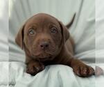 Small Labrador Retriever Mix