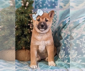 Shiba Inu Puppy for sale in OXFORD, PA, USA