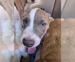 Small Bull Terrier Mix