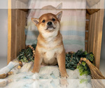 Puppy Lottie Shiba Inu