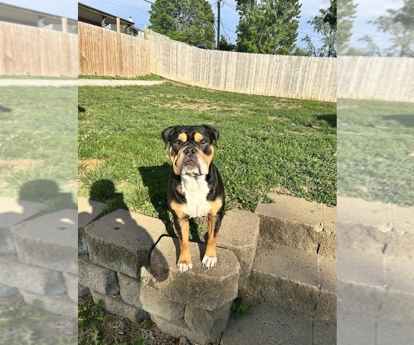Medium Photo #1 American Bulldog Puppy For Sale in OMAHA, NE, USA