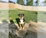 Small Photo #1 American Bulldog Puppy For Sale in OMAHA, NE, USA