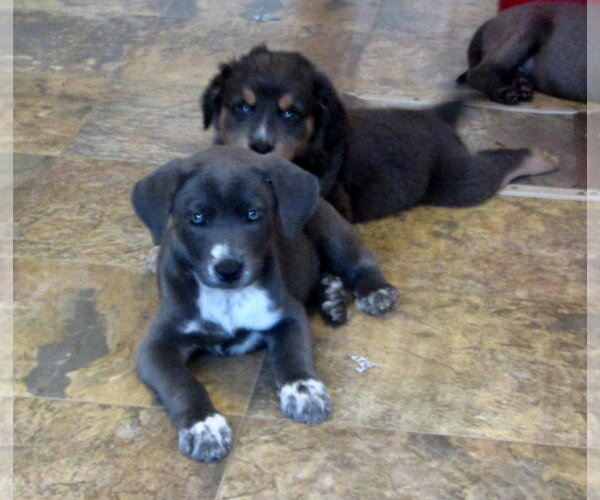 Medium Photo #4 Border Collie-Unknown Mix Puppy For Sale in York, SC, USA