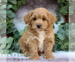 Small #3 Cavachon-Poodle (Miniature) Mix