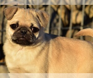 Pug Puppy for sale in HARTLY, DE, USA
