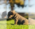 Small #11 French Bulldog