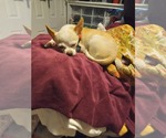 Small #4 Chihuahua