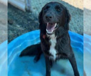 Labrador Retriever-Unknown Mix Dogs for adoption in San Diego, CA, USA