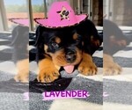 Small Photo #9 Rottweiler Puppy For Sale in TULSA, OK, USA