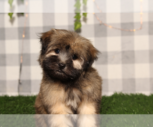 Medium Photo #1 Havanese Puppy For Sale in MARIETTA, GA, USA