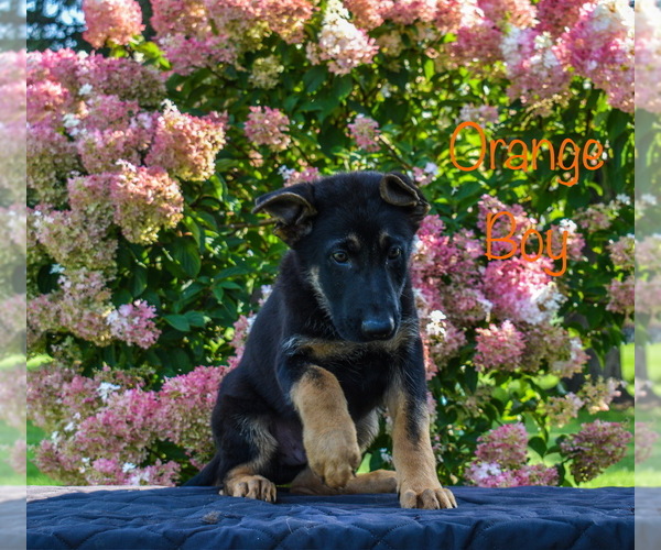 Medium Photo #5 German Shepherd Dog Puppy For Sale in MUNNSVILLE, NY, USA