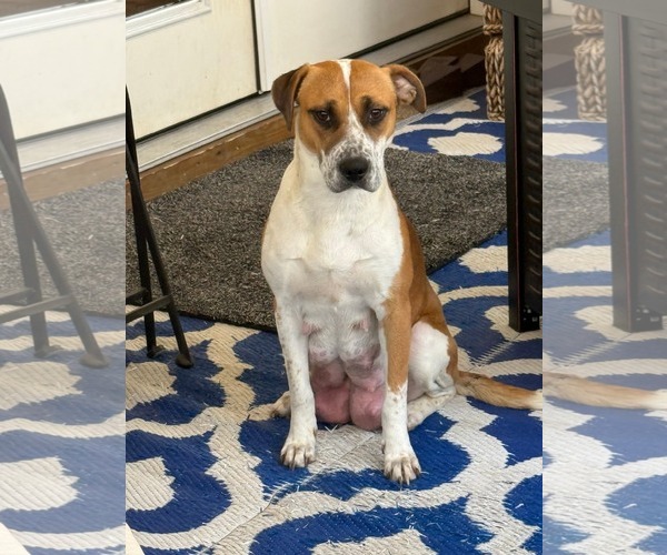 Medium Photo #4 Mutt Puppy For Sale in Holly Springs, NC, USA