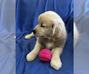 Golden Labrador Puppy for sale in LIVE OAK, FL, USA