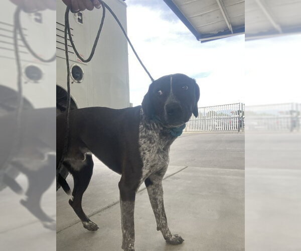 Medium Photo #1 German Shorthaired Pointer-Unknown Mix Puppy For Sale in Bakersfield, CA, USA
