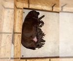 Small #2 Labrador Retriever