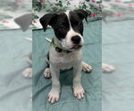 Small #1 American Bulldog Mix