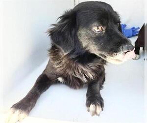 Chihuahua-Unknown Mix Dogs for adoption in Houston, TX, USA