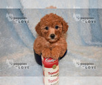 Small Photo #3 Poodle (Toy) Puppy For Sale in SANGER, TX, USA
