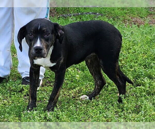 Medium Photo #6 American Staffordshire Terrier-Unknown Mix Puppy For Sale in Wetumpka, AL, USA