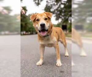 Labrador Retriever-Unknown Mix Dogs for adoption in Holly Springs, NC, USA