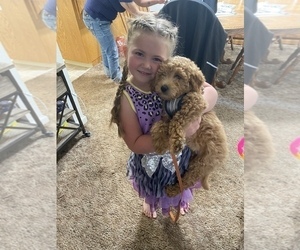 Goldendoodle Puppy for sale in MAGALIA, CA, USA