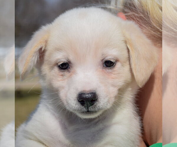 Medium Photo #6 Chihuahua-Unknown Mix Puppy For Sale in Huntley, IL, USA