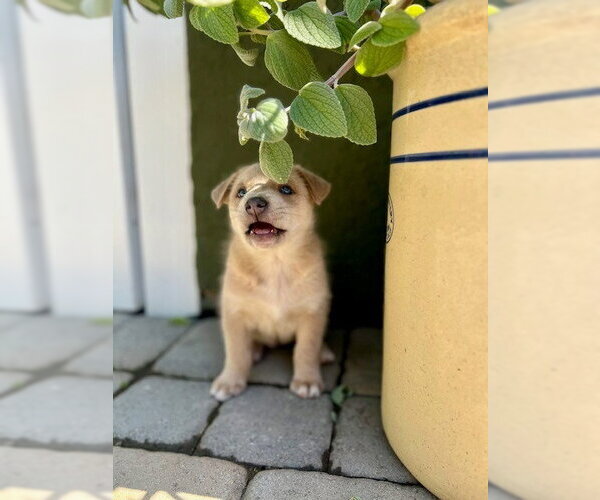 Medium Photo #2 Mutt Puppy For Sale in Lake Forest, CA, USA