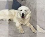 Small #7 Great Pyrenees