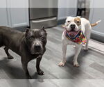 Small #4 American Pit Bull Terrier-Bulldog Mix