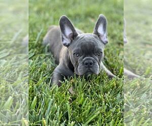 French Bulldog Puppy for sale in ANTELOPE, CA, USA