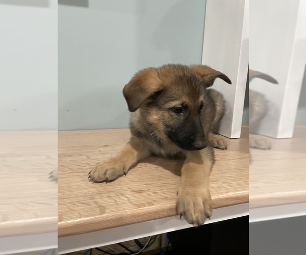 Medium Photo #4 German Shepherd Dog Puppy For Sale in MADISON HEIGHTS, VA, USA