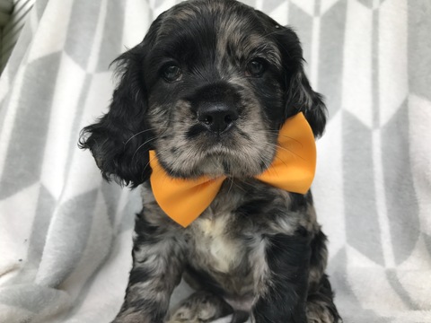 cocker spaniel puppies