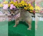 Image preview for Ad Listing. Nickname: Pomeranian