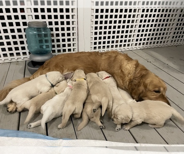 Medium Photo #8 Golden Retriever Puppy For Sale in MCKINNEY, TX, USA