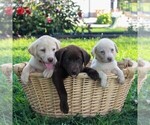 Small Photo #3 Labrador Retriever Puppy For Sale in MYERSTOWN, PA, USA