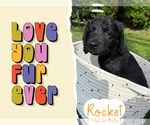Puppy 7 Goldendoodle