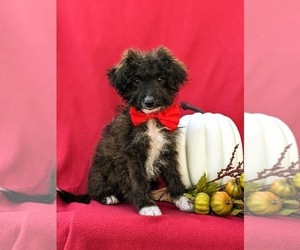 Poodle (Miniature)-Sheltidoodle Mix Puppy for sale in KIRKWOOD, PA, USA