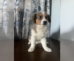 Small #4 Aussie-Corgi