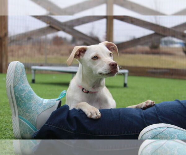 Medium Photo #3 Mutt Puppy For Sale in Chestertown, MD, USA