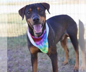 Labrador Retriever Dogs for adoption in San Antonio, TX, USA