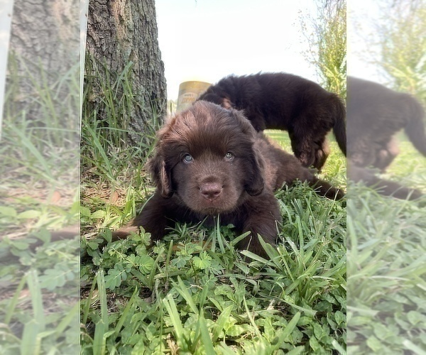 Medium Photo #11 Newfoundland Puppy For Sale in DELTONA, FL, USA