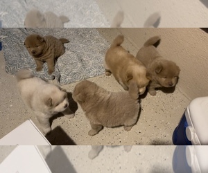 Chow Chow Puppy for sale in AUSTIN, TX, USA