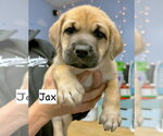 Small Labrador Retriever Mix