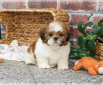 Small #4 Shih Tzu