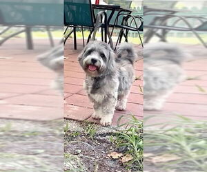 Petit Basset Griffon Vendeen Dogs for adoption in Weston, FL, USA
