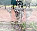 Small Petit Basset Griffon Vendeen