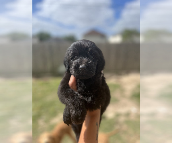 Medium Photo #2 Goldendoodle Puppy For Sale in HOUSTON, TX, USA